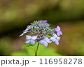 雨に濡れた紫陽花 116958278