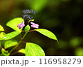 小さな紫陽花 116958279