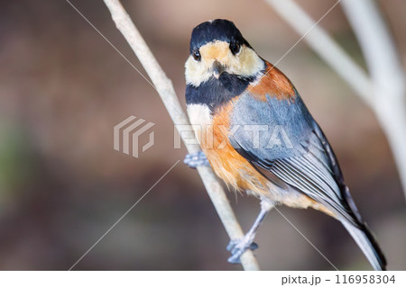 餌を探す可愛いヤマガラ（シジュウカラ科）。東京都文京区小石川植物園-2024年3月 116958304