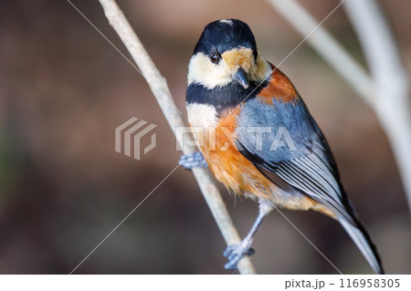餌を探す可愛いヤマガラ(シジュウカラ科)。東京都文京区小石川植物園-2024年3月 餌を探す可愛いヤマガラ(シジュウカラ科)。東京都文京区小石川植物園-2024年3月 116958305