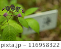 小さな紫の紫陽花 116958322