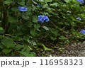 青い紫陽花 116958323