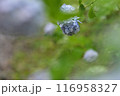 雨の雫の付いた紫陽花 116958327
