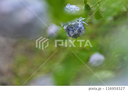 雨の雫の付いた紫陽花 116958327