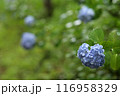 雨に濡れたアジサイ 116958329
