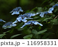 青いガクアジサイ 116958331