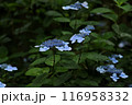 青いガクアジサイ 116958332