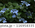 雨に濡れたアジサイ 116958335