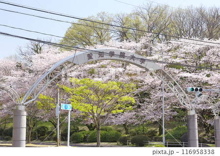桜が咲くアーチ型の入り口 116958338