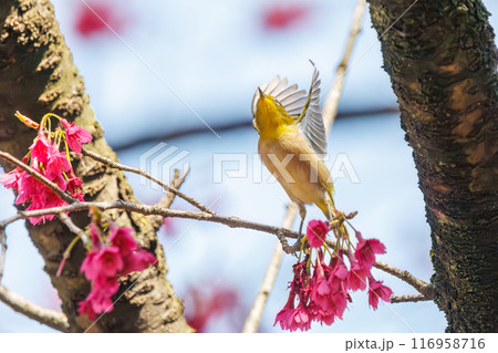 美しいカンヒザクラの間を飛び回って花の蜜を吸う可愛いメジロ（メジロ科）。東京都文京区小石川植物園 116958716