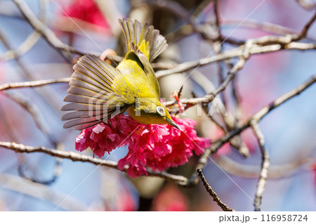 美しいカンヒザクラの間を飛び回って花の蜜を吸う可愛いメジロ(メジロ科)。東京都文京区小石川植物園 美しいカンヒザクラの間を飛び回って花の蜜を吸う可愛いメジロ(メジロ科)。東京都文京区小石川植物園 116958724