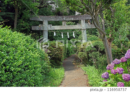 武州白子熊野神社(和光) 武州白子熊野神社(和光) 116958737
