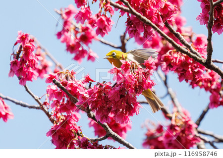 美しいカンヒザクラの間を飛び回って花の蜜を吸う可愛いメジロ(メジロ科)。東京都文京区小石川植物園 美しいカンヒザクラの間を飛び回って花の蜜を吸う可愛いメジロ(メジロ科)。東京都文京区小石川植物園 116958746