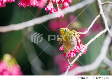 美しいカンヒザクラの間を飛び回って花の蜜を吸う可愛いメジロ（メジロ科）。東京都文京区小石川植物園 116958750