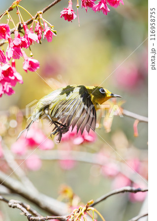 美しいカンヒザクラの間を飛び回って花の蜜を吸う可愛いメジロ（メジロ科）。東京都文京区小石川植物園 116958755