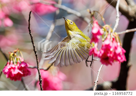美しいカンヒザクラの間を飛び回って花の蜜を吸う可愛いメジロ(メジロ科)。東京都文京区小石川植物園 美しいカンヒザクラの間を飛び回って花の蜜を吸う可愛いメジロ(メジロ科)。東京都文京区小石川植物園 116958772