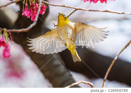 美しいカンヒザクラの間を飛び回って花の蜜を吸う可愛いメジロ（メジロ科）。東京都文京区小石川植物園 116958789