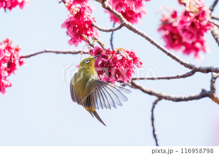 美しいカンヒザクラの間を飛び回って花の蜜を吸う可愛いメジロ（メジロ科）。東京都文京区小石川植物園 116958798