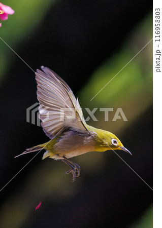 美しいカンヒザクラの間を飛び回って花の蜜を吸う可愛いメジロ（メジロ科）。東京都文京区小石川植物園 116958803