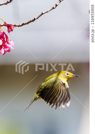 美しいカンヒザクラの間を飛び回って花の蜜を吸う可愛いメジロ（メジロ科）。東京都文京区小石川植物園 116958808
