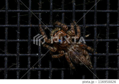 jumping spider macro close up on the black background in the nature jumping spider macro close up on the black background in the nature 116958826
