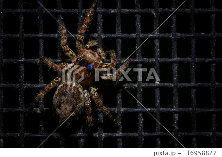 jumping spider macro close up on the black background in the nature jumping spider macro close up on the black background in the nature 116958827