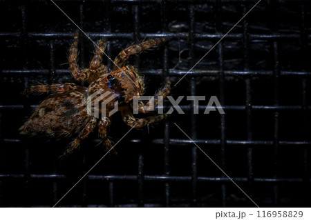 jumping spider macro close up on the black background in the nature jumping spider macro close up on the black background in the nature 116958829