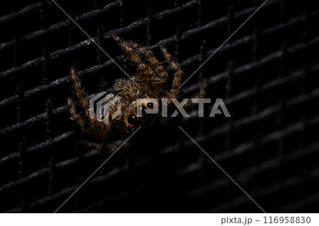 jumping spider macro close up on the black background in the nature jumping spider macro close up on the black background in the nature 116958830
