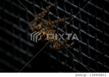 jumping spider macro close up on the black background in the nature jumping spider macro close up on the black background in the nature 116958831