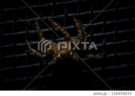 jumping spider macro close up on the black background in the nature 116958833