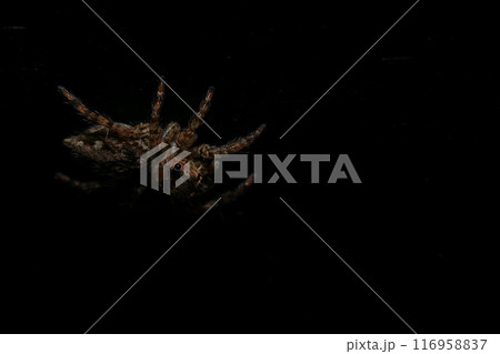 jumping spider macro close up on the black background in the nature 116958837