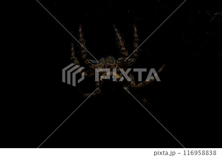 jumping spider macro close up on the black background in the nature jumping spider macro close up on the black background in the nature 116958838