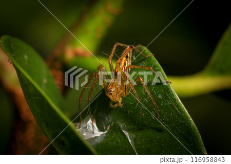 jumping spider macro close up on the black background in the nature jumping spider macro close up on the black background in the nature 116958843