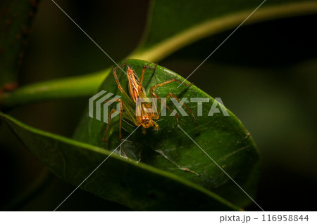 jumping spider macro close up on the black background in the nature 116958844