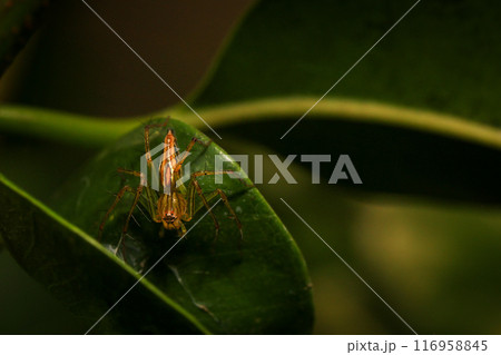 jumping spider macro close up on the black background in the nature jumping spider macro close up on the black background in the nature 116958845