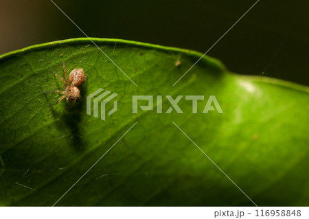 jumping spider macro close up on the black background in the nature jumping spider macro close up on the black background in the nature 116958848