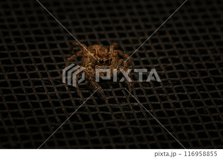 jumping spider macro close up on the black background in the nature jumping spider macro close up on the black background in the nature 116958855