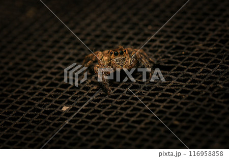jumping spider macro close up on the black background in the nature jumping spider macro close up on the black background in the nature 116958858