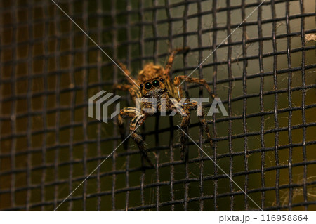jumping spider macro close up on the black background in the nature 116958864