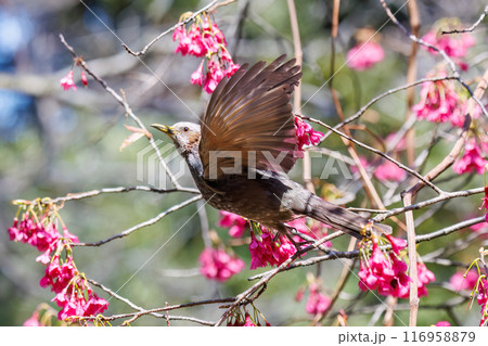 美しいカンヒザクラの間を飛び回って花の蜜を吸う美しいヒヨドリ（ヒヨドリ科）。東京都文京区小石川植物園 116958879