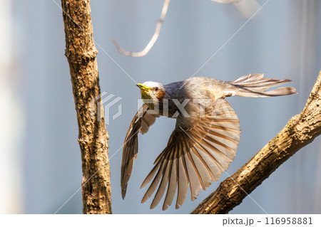 美しいカンヒザクラの間を飛び回って花の蜜を吸う美しいヒヨドリ（ヒヨドリ科）。東京都文京区小石川植物園 116958881
