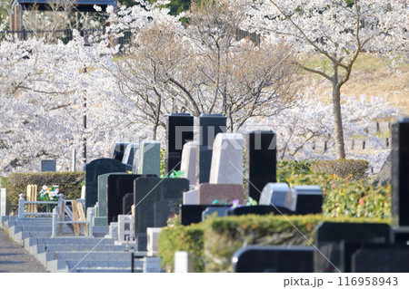 桜が咲く霊園 116958943