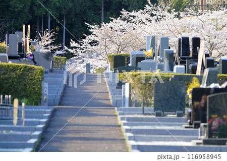桜が咲く霊園 116958945