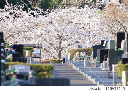 桜が咲く霊園 116958946