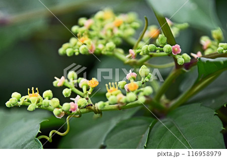 ヤブガラシの花 116958979