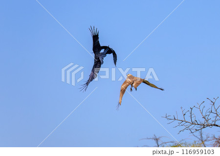 カラスと争って飛翔する美しいノスリ（タカ科）。東京都文京区小石川植物園-2024年3月 116959103