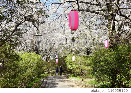 伊勢崎市 華蔵寺公園散策路と満開桜 伊勢崎市 華蔵寺公園散策路と満開桜 116959190