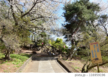 伊勢崎市　華蔵寺公園散策路と満開桜 116959196