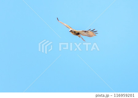 飛翔する美しいノスリ（タカ科）。東京都文京区小石川植物園-2024年3月 116959201