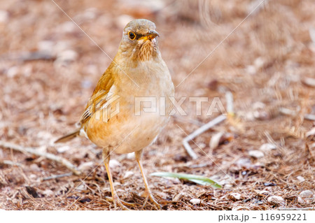 餌を探す可愛いシロハラ（ヒタキ科）。東京都文京区小石川植物園-2024年3月 116959221